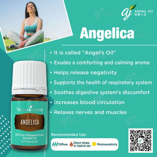 Angelica 歐白芷